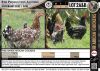 5 x FREE RANGE AFRICAN CHICKENS - HENS