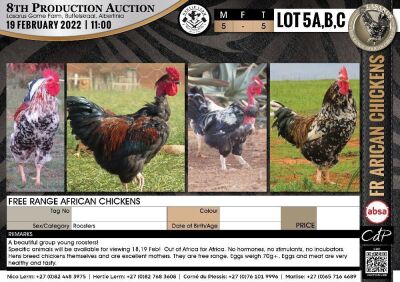 5 x FREE RANGE AFRICAN CHICKENS - ROOSTERS
