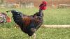 5 x FREE RANGE AFRICAN CHICKENS - ROOSTERS - 2