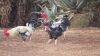 5 x FREE RANGE AFRICAN CHICKENS - ROOSTERS - 3