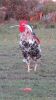 5 x FREE RANGE AFRICAN CHICKENS - ROOSTERS - 4