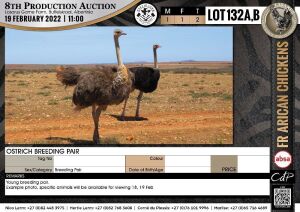 2 x OSTRICH BREEDING PAIR(per piece to take the lot)