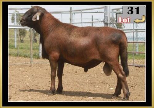 LOT 31 1X MEATMASTER RAM