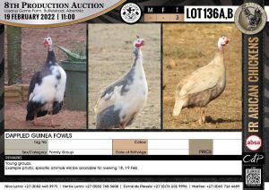 3 x DAPPLED GUINEA FOWLS - FAMILY GROUP (per piece to take the lot)