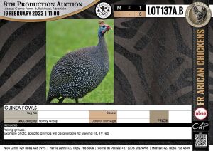 5 x GUINEA FOWLS - FAMILY GROUP (per piece to take the lot)