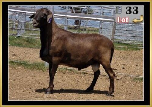 LOT 33 1X MEATMASTER RAM