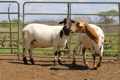 LOT 23 2X MEATMASTER OOI/EWE ELDERS RUST MEATMASTERS(PER STUK OM LOT TE NEEM/PER PIECE TO TAKE THE LOT)