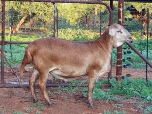 1 X MEATMASTER&nbsp; RAM - TWISTEN SMIT