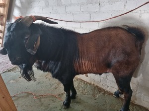 1 X CAPE LOB EARS RAM - PW VAN HEERDEN