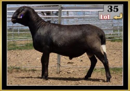LOT 35 1X MEATMASTER RAM