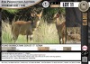 1 x YOUNG BUSHBUCK RAM, SON OF 17" LETABA