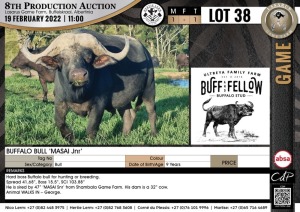 1 x BUFFALO BULL - MASAI Jnr