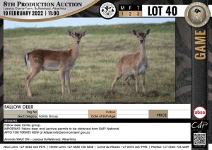 3 x FALLOW DEER - FAMILY GROUP (Per Piece to take the lot)