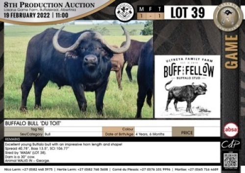 1 x BUFFALO BULL - DU TOIT