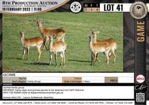 4 x LECHWE - FAMILY GROUP (Per Piece to take the lot)