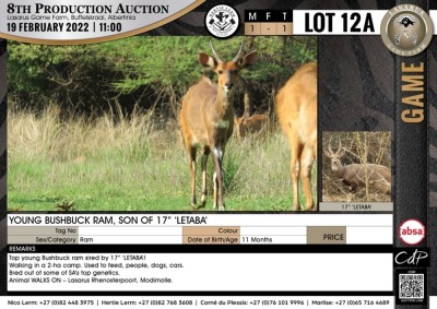 1 x YOUNG BUSHBUCK RAM, SON OF 17" LETABA