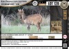 1 x YOUNG BUSHBUCK RAM, SON OF 17" LETABA