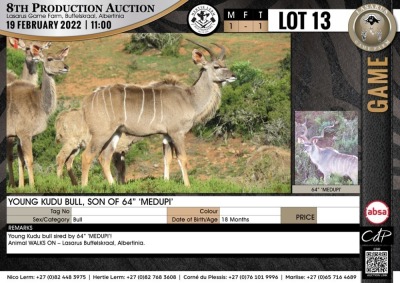 1 x YOUNG KUDU BULL, SON OF 64 MEDUPI