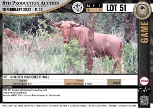 1 x 30" GOLDEN WILDEBEEST BULL