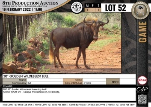 1 x 30" GOLDEN WILDEBEEST BULL