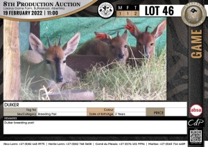 2 x DUIKER - BREEDING PAIR (Per Piece to take the lot)