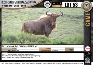 1 x 28" + YOUNG GOLDEN WILDEBEEST BULL