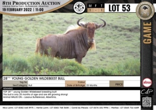 1 x 28" + YOUNG GOLDEN WILDEBEEST BULL