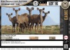 4 x KUDU FAMILY GROUP (Per Piece to take the lot)