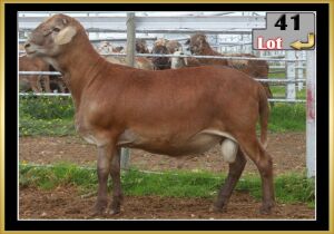 LOT 41 1X MEATMASTER RAM