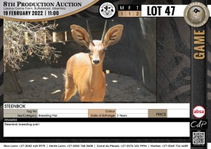 2 x STEENBOK - BREEDING PAIR (Per Piece to take the lot)