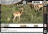 1 x 25+ IMPALA RAM