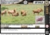 4 x GOLDEN WILDEBEEST COWS (Per Piece to take the lot)