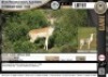 1 x WHITE FLANK IMPALA RAM