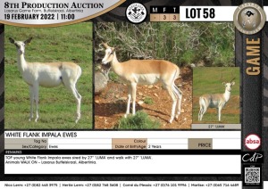 3 x WHITE FLANK IMPALA EWES (Per Piece to take the lot)