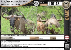 1 x 31" BLUE WILDEBEEST BULL BATMAN