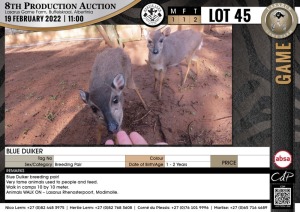 2 x BLUE DUIKER - BREEDING PAIR (Per Piece to take the lot)