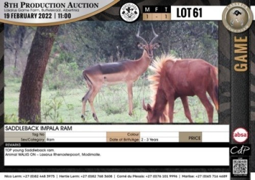 1 x SADDLEBACK IMPALA RAM