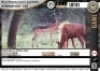 1 x SADDLEBACK IMPALA RAM