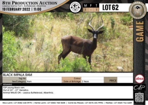 1 x BLACK IMPALA RAM