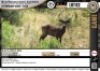 1 x BLACK IMPALA RAM