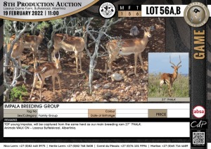 6 x IMPALA BREEDING GROUP (Per Piece to take the lot)