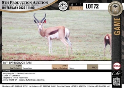 1 x 16" + SPRINGBUCK RAM