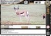 1 x 16" + SPRINGBUCK RAM