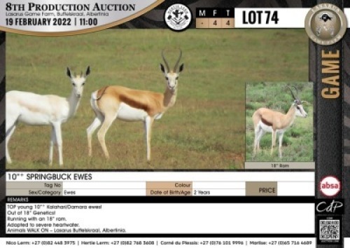 4 x 10" + SPRINGBUCK EWES (Per Piece to take the lot)
