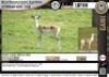 1 x WHITE FLANK IMPALA RAM