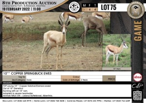 4 x 10" + COPPER SPRINGBUCK EWES (Per Piece to take the lot)