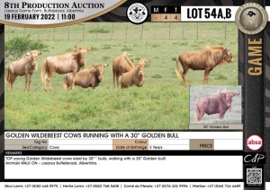 4 x GOLDEN WILDEBEEST COWS (Per Piece to take the lot)