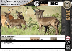 4 x BLACK IMPALA EWES (Per Piece to take the lot)