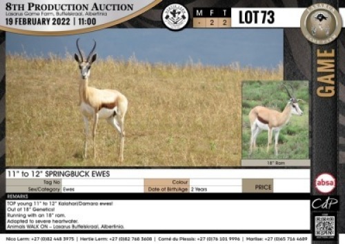 2 x 11" to 12" SPRINGBUCK EWES (Per Piece to take the lot)