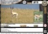 2 x 11" to 12" SPRINGBUCK EWES (Per Piece to take the lot)
